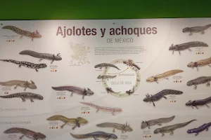 ANFIBIUM: Museo del Axolote y Centro de Conservación de Anfibios image