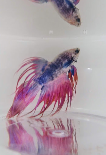 Pet Supply Store «Petco Animal Supplies», reviews and photos, 11147 Park Blvd N, Seminole, FL 33772, USA