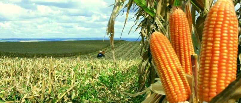 Unigrain Agrobusiness Representações Comerciais de Óleos e Deriv