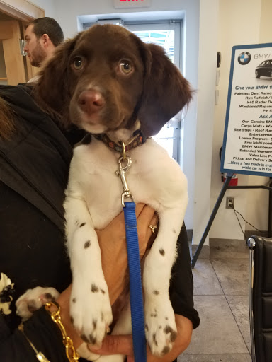 BMW Dealer «BMW of Oyster Bay», reviews and photos, 145 Pine Hollow Rd, Oyster Bay, NY 11771, USA