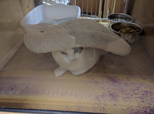 Pet Supply Store «PetSmart», reviews and photos, 466 S Watson Rd, Buckeye, AZ 85326, USA