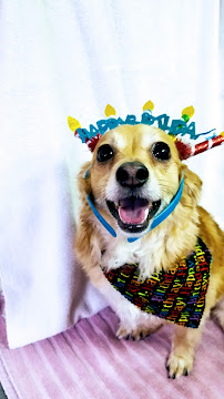 Mutts & Cuts - Photo 8 - Car repair in Auburn, WA, Kent