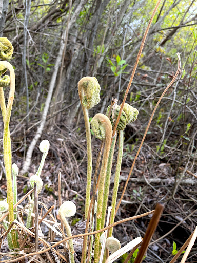 Nature Preserve «Mud Lake Bog Nature Preserve», reviews and photos, 905 E Elm Valley Rd, Buchanan, MI 49107, USA