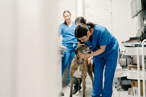 Good Vets image