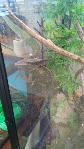 Pet Store «Species Pet Supply», reviews and photos, 1935 W Brandon Blvd, Brandon, FL 33511, USA