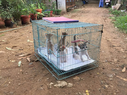 Dog & Cat Adoption Centre/Shelter In Chennai- Yahshua Animal Trust - No:7,  11, Kishkintha Rd, near Sai Ram Engineering College, Chennai, Tamil Nadu,  IN - Zaubee