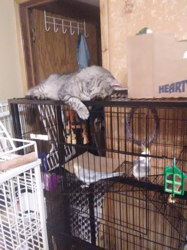 Pet Supply Store «Pet Supplies Plus», reviews and photos, 175 Memorial Ave, West Springfield, MA 01089, USA