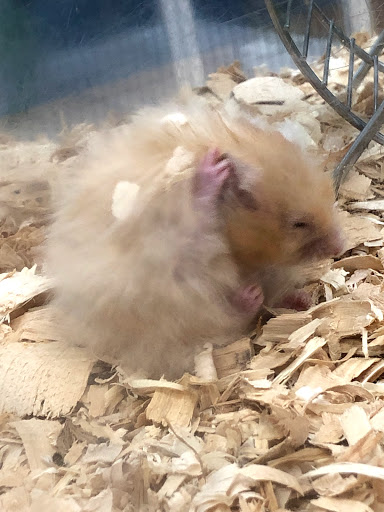 Pet Supply Store «Pet Supermarket», reviews and photos, 1080 Alafaya Trail, Oviedo, FL 32765, USA