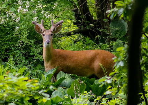 Park «Poricy Park Nature Center», reviews and photos, 345 Oak Hill Rd, Red Bank, NJ 07701, USA
