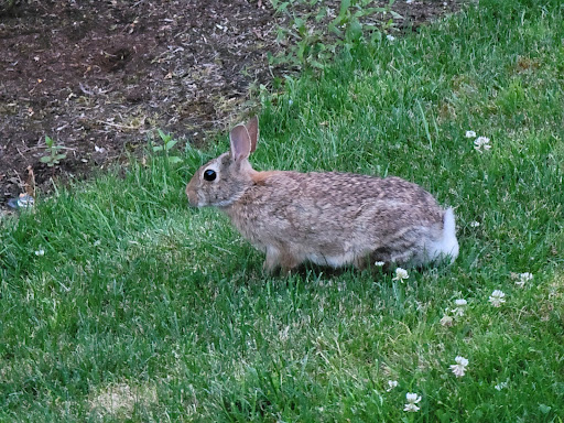 Golf Course «Bellevue Crossroads Par 3 Golf», reviews and photos, 15801 NE 15th St, Bellevue, WA 98008, USA