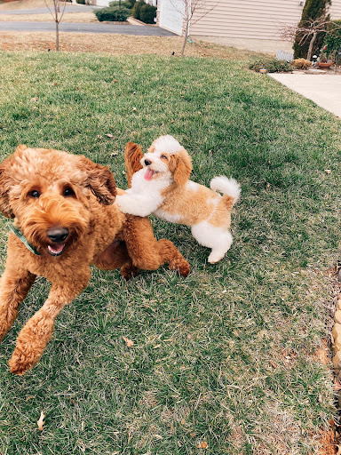 Pet Store «Pets Plus Inc», reviews and photos, 2610 Jefferson Davis Hwy, Stafford, VA 22554, USA