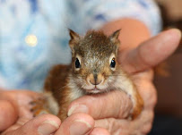 Go Pro Wildlife Removal - Photo 4 - Car repair in , Auburn