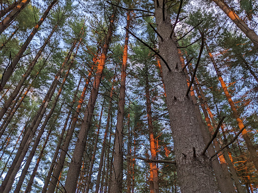 Pine Trail – Busch Wildlife