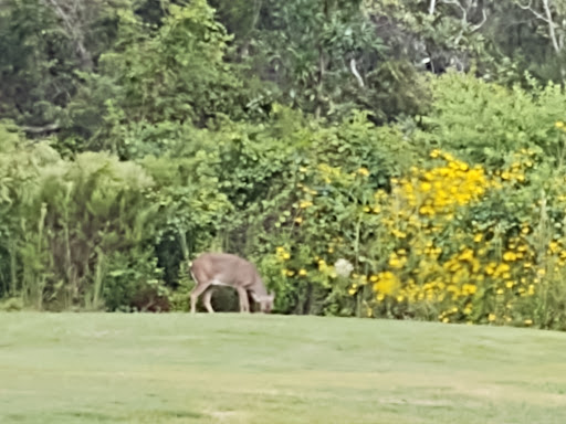 Golf Club «St. James Bay Golf Club», reviews and photos, 151 Laughing Gull Ln, Carrabelle, FL 32322, USA