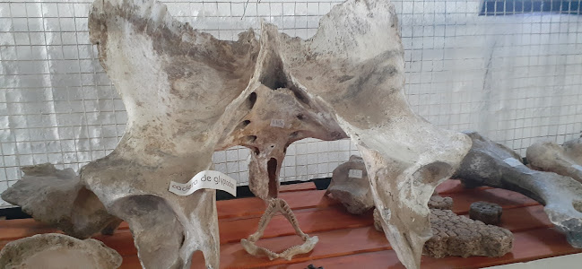Opiniones de Museo Paleontológico Dolores en Soriano - Museo