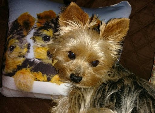 Signal Hill Animal Clinic image