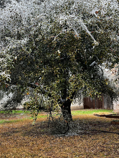 Why Bradford Callery Pear Tree Leaves Are Brown Black Or Falling Off 4