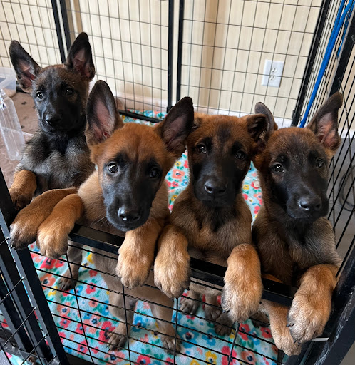 Community Veterinary Clinic image