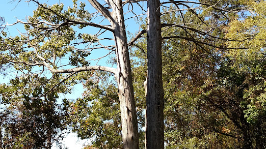 Tree Removal Brownsboro