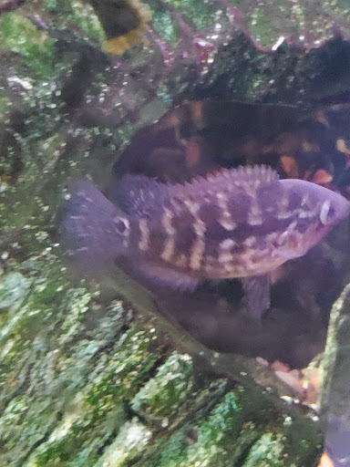 Pet Supply Store «Paws & Claws & Co», reviews and photos, 1801 E Market St, Warsaw, IN 46580, USA