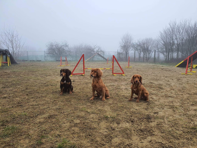 FIDELA Gazdi- és Kutyaképző Központ - Miskolc - Miskolc