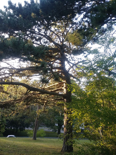 Park «Mack Park», reviews and photos, 31 Grove St, Salem, MA 01970, USA