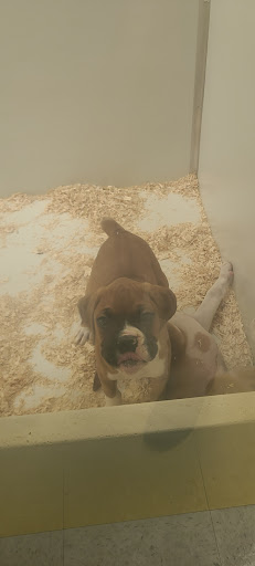 Pet Store «Yuppy Puppy Pet Shop», reviews and photos, 292 Frantz Rd, Stroudsburg, PA 18360, USA