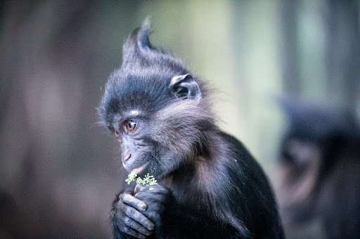 Zoo «Lake Superior Zoo», reviews and photos, 7210 Fremont St, Duluth, MN 55807, USA