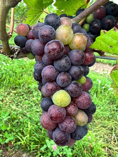 Winery «Good Harbor Vineyards», reviews and photos, 34 S Manitou Trail, Lake Leelanau, MI 49653, USA