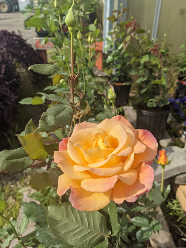 Wholesale Plant Nursery «Garden Fantasy», reviews and photos, 43250 Tyler Rd, Belleville, MI 48111, USA