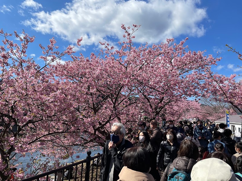 河津駅前の桜