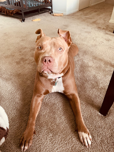 Pet Supply Store «Pet Supplies Plus», reviews and photos, 1510 Scranton Carbondale Hwy, Scranton, PA 18508, USA