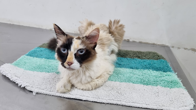 Veterinary Hospital of FESB — Hospital de Animais em Bragança Paulista, SP