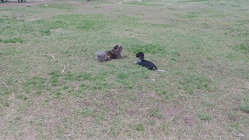 Dog Park «Bunker Hills Dog Park», reviews and photos, 1620 133rd Ave NW, Coon Rapids, MN 55448, USA