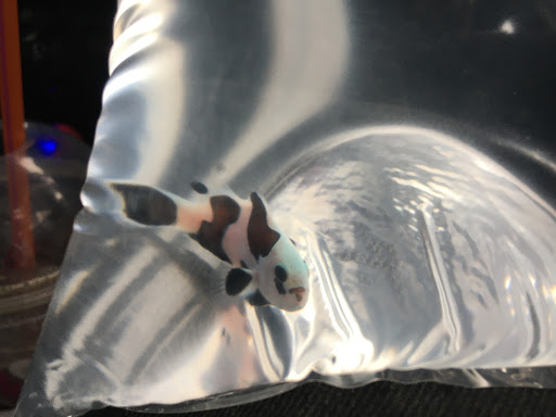 Tropical Fish Store «KHC Aquarium», reviews and photos, 150-1 Northern Blvd, Flushing, NY 11354, USA