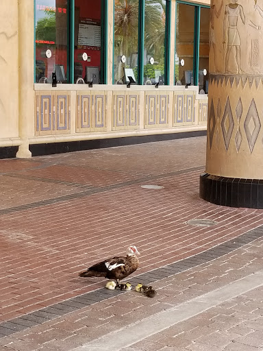 Movie Theater «Cinemark Paradise 24», reviews and photos, 15601 Sheridan St, Davie, FL 33331, USA