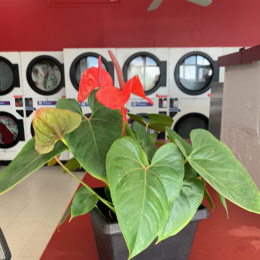 Laundromat «Soapy Sudz Laundry», reviews and photos, 3620 E Thomas Rd, Phoenix, AZ 85018, USA