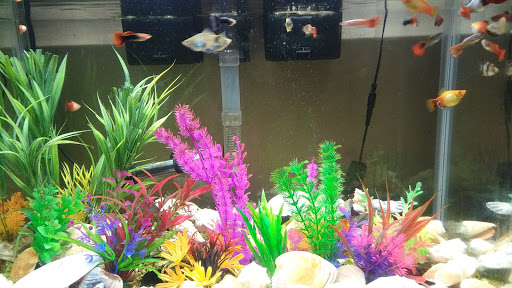 Grocery Store «International Halal Supermarket», reviews and photos, 5057 Poplar Level Rd #1, Louisville, KY 40219, USA