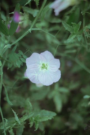 Park «Bob Findlay Linear Park», reviews and photos, 900 Findlay Dr, Arlington, TX 76012, USA