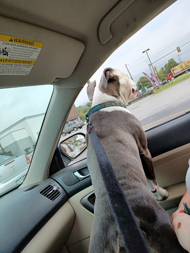 Pet Supply Store «Petco Animal Supplies», reviews and photos, 1049 S Willow St, Manchester, NH 03103, USA