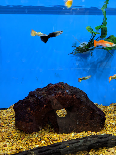 Pet Supply Store «Petco Animal Supplies», reviews and photos, 11 Cornerstone Square #200, Westford, MA 01886, USA