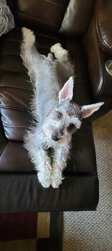 Pet Supply Store «Your Pet Experts», reviews and photos, 1665 State Hill Rd #490, Wyomissing, PA 19610, USA