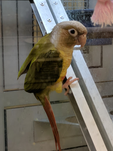 Pet Store «PetSmart», reviews and photos, 123 Grey St, East Aurora, NY 14052, USA