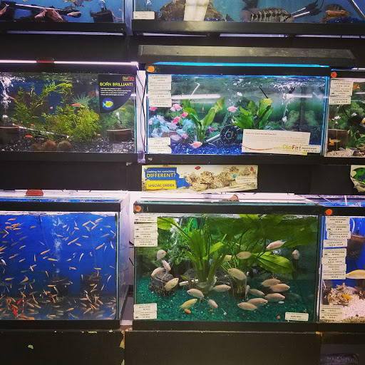 Pet Store «Petland Discounts - Pitkin Avenue», reviews and photos, 1689 Pitkin Ave, Brooklyn, NY 11212, USA