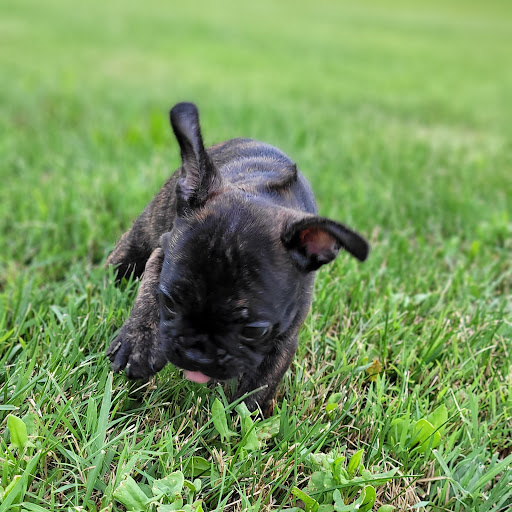 Pet Store «PV Pets», reviews and photos, 233 S Broadway, Pennsville, NJ 08070, USA