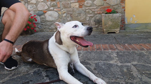 Pensioni per cani e dog hotel a Centro Lucky Animals