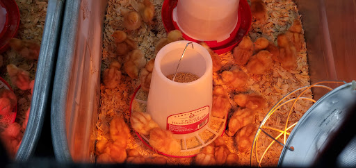 Home Improvement Store «Tractor Supply Co.», reviews and photos, 1580 US-209, Brodheadsville, PA 18322, USA