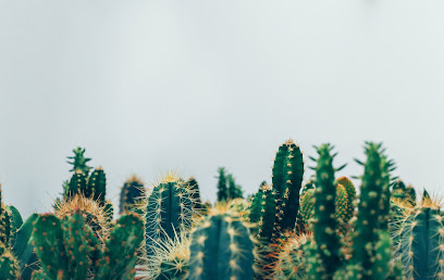 Cactus Villarosa