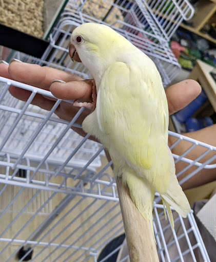 Pet Supply Store «Neighborhood Pet Shop», reviews and photos, 574 Hialeah Dr, Hialeah, FL 33010, USA