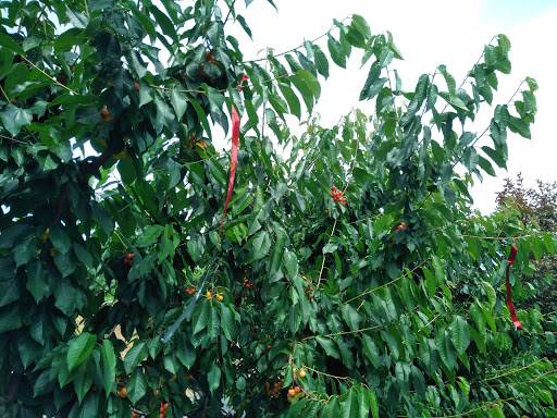 Produce Market «Washington Fruit Place At Barrett Orchards», reviews and photos, 1209 Pecks Canyon Rd, Yakima, WA 98908, USA